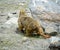 Mountain mole on hill in Ladakh, India