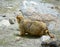 Mountain mole in Ladakh, Northern India