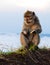 Mountain Monkey sitting and eating biscuit