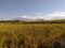 Mountain morning rice harvest view