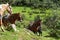 Mountain mules, on Salkantay Trek to Machu Picchu.