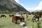 Mountain mules, on Salkantay Trek to Machu Picchu.