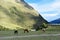 Mountain mules, on Salkantay Trek to Machu Picchu.