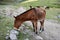 Mountain mules, on Salkantay Trek to Machu Picchu.