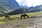 Mountain mules, on Salkantay Trek to Machu Picchu.