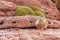 Mountain Northern Viscacha, lagostomus maximus, family of the chinchillas, southern Bolivia