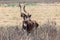 Mountain nyala, Ethiopia, Africa widlife