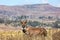 Mountain nyala, Ethiopia, Africa wildlife