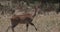 Mountain nyala, Ethiopia, Africa wildlife