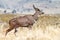 Mountain nyala in Simien Mountains in Ethiopia