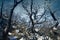 Mountain oak durmast, Quercus petraea in Caucasus