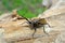 Mountain oak longhorned beetle