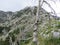 Mountain Orjen Montenegro rocky landscape and drained tree trunk