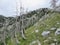 Mountain Orjen Montenegro rocky landscape and drained tree trunks struck by lightning