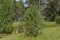 Mountain overview with stone pine trees