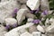 Mountain pansies, Viola cenisia tentative, on scree above Malbun, Liechtenstein