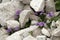 Mountain pansies, Viola cenisia tentative, on scree above Malbun, Liechtenstein