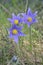 Mountain Pasqueflower (Pulsatilla montana)