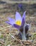 Mountain Pasqueflower (Pulsatilla montana)