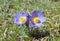 Mountain Pasqueflower (Pulsatilla montana)