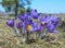 Mountain Pasqueflower (Pulsatilla montana)