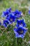 Mountain Pasqueflower, Pulsatilla montana