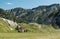 Mountain pasture in planina na Polju near Krnsko jezero lake in Julian Alps