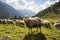 Mountain pasture Sheep peacefully graze on the lush green meadow