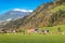 Mountain pasture in Zillertal area with cows at sunny springtime, Austria