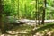 Mountain path in dense green forest. Path over small stream in the sunlight