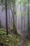 A mountain path in a humid foggy forest in the mountains. Fog in the forest in the mountains