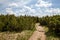 mountain path, mountain scenery, Giant Mountains, dwarf mountain pine