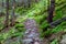 Mountain pathway in deep forest