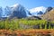 Mountain peaks and larch forest