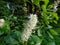 The Mountain pepper bush (Clethra acuminata) flowering with racemes of bell-shaped white flowers in the park in summer