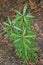 Mountain Pepper Plant, known as Cornish pepper leaf grown in Vic