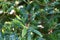 Mountain pepper, Tasmannia lanceolate, 2.