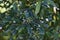 Mountain pepper, Tasmannia lanceolate, 5.