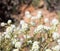 Mountain pepperweed blooming in Arches National Park