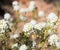 Mountain pepperweed blooming in Arches National Park