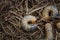 Mountain pine or bark beetle larvae, close up. Parasite destroying trees and furniture