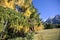 Mountain pine with pine cones and autumn colors