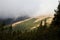 Mountain pines on the mountain meadow