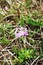 Mountain pink primrose on alpine meadows on spring day. Outdoor. Travel to Switzerland. Concept â€” rare plants, mountain flora of