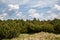 mountain plains, mountain landscape, dwarf pine and trees, dwarf mountain pine