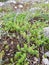 mountain plant composed of tiny leaves, wild and spontaneous plant.