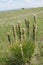 Mountain plant Crimean asfodelina lat. Asphodeline taurica