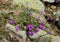 Mountain plants flowering