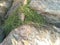 the mountain plants shrubs on Rock s