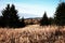 Mountain plateau meadow with cone trees